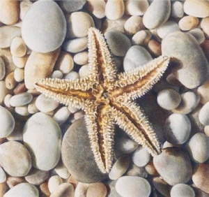 Starfish by Karen Eckelmeyer